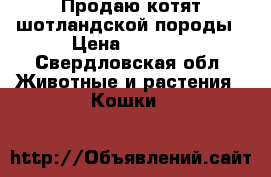Продаю котят шотландской породы › Цена ­ 2 000 - Свердловская обл. Животные и растения » Кошки   